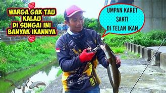 Mancing Ikan Gabus Besar